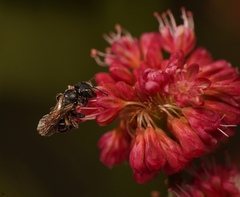 Megachilidae