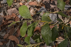 Acacia pellita