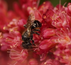 Megachilidae