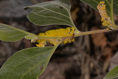 Acacia pellita