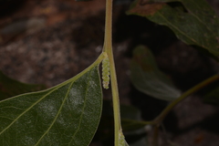 Acacia pellita