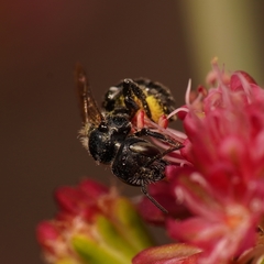 Megachilidae