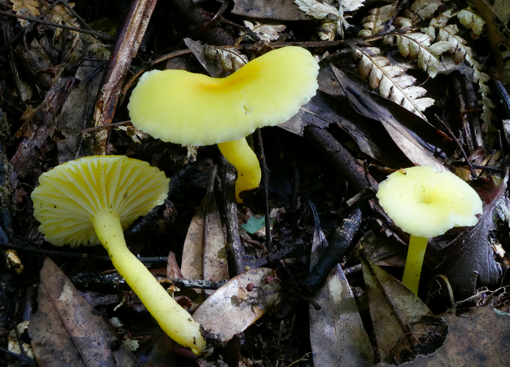 Hygrocybe cerinolutea