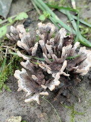 Thelephora anthocephala