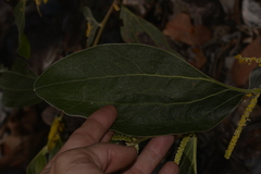 Acacia pellita