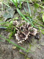 Thelephora anthocephala