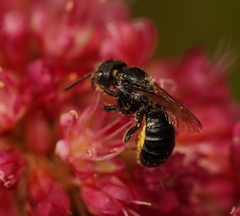 Megachilidae
