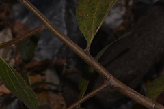 Acacia pellita