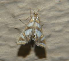 Chrysendeton