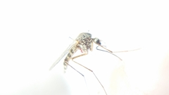 Aedes communis