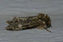 Copivaleria grotei