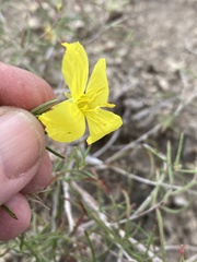 Oenothera gayleana