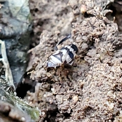 Anoscopus serratulae