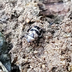 Anoscopus serratulae