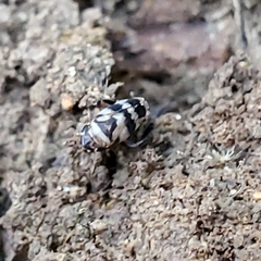 Anoscopus serratulae