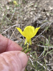 Oenothera gayleana