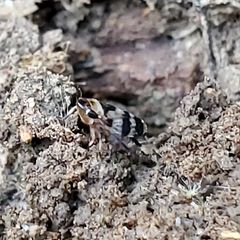 Anoscopus serratulae