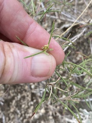 Oenothera gayleana