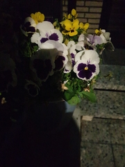 Viola × wittrockiana