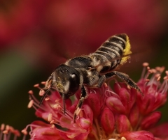 Megachile