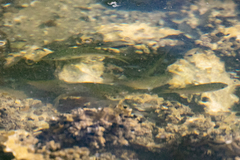 Cymatogaster aggregata