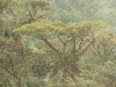 Ocotea sericea