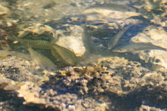 Cymatogaster aggregata