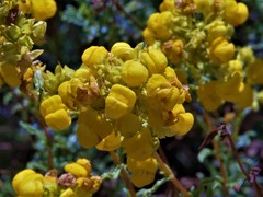 Calceolaria thyrsiflora