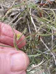 Oenothera gayleana