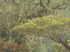 Ocotea sericea