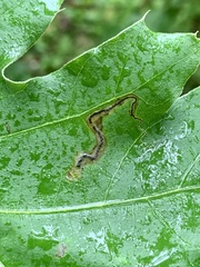 Stigmella quercipulchella