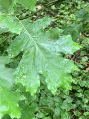 Stigmella quercipulchella