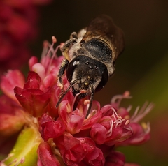 Megachile