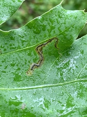 Stigmella quercipulchella