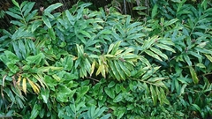 Hedychium