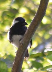 Stactolaema leucotis