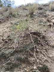 Oenothera gayleana