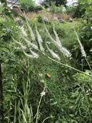 Veronicastrum