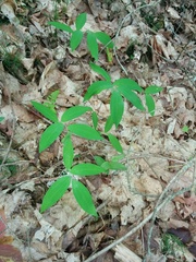 Polygonatum pubescens