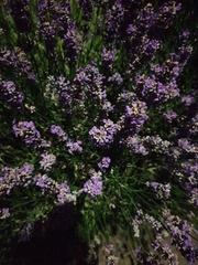 Lavandula angustifolia