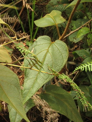 Mikania banisteriae