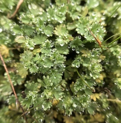 Alchemilla occidentalis