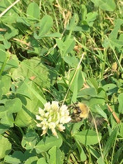 Bombus