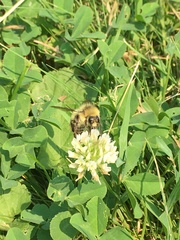 Bombus