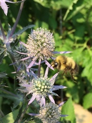 Bombus