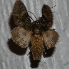 Copivaleria grotei