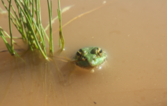 Pelophylax saharicus