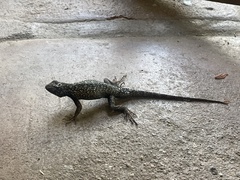 Sceloporus occidentalis
