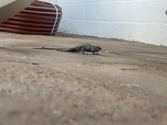Sceloporus occidentalis