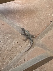 Sceloporus occidentalis